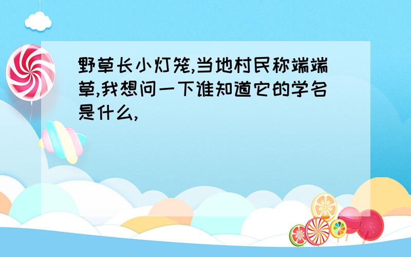 野草长小灯笼,当地村民称端端草,我想问一下谁知道它的学名是什么,