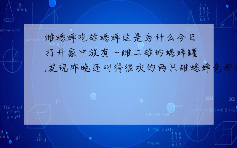 雌蟋蟀吃雄蟋蟀这是为什么今日打开家中放有一雌二雄的蟋蟀罐,发现昨晚还叫得很欢的两只雄蟋蟀竟都成了半个身子,却还在动弹,场面甚是凄惨,我最初以为是两雄相争的结果,后来我又引入