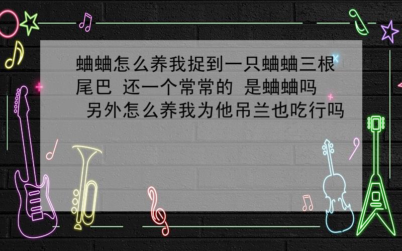 蛐蛐怎么养我捉到一只蛐蛐三根尾巴 还一个常常的 是蛐蛐吗 另外怎么养我为他吊兰也吃行吗