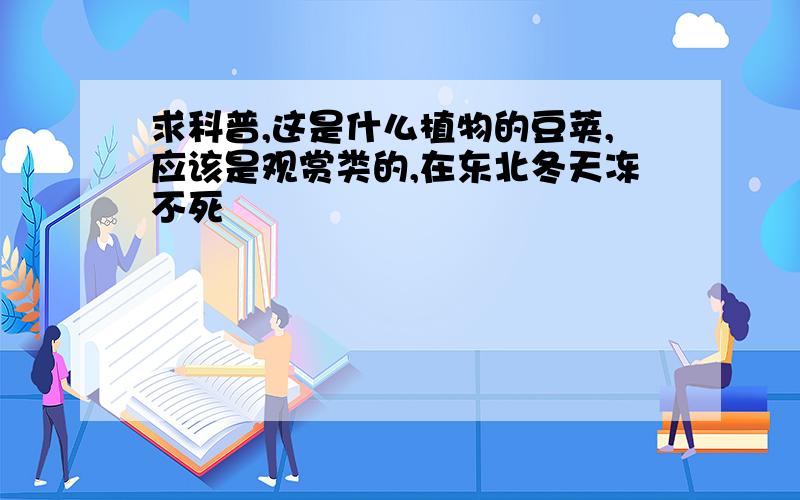 求科普,这是什么植物的豆荚,应该是观赏类的,在东北冬天冻不死