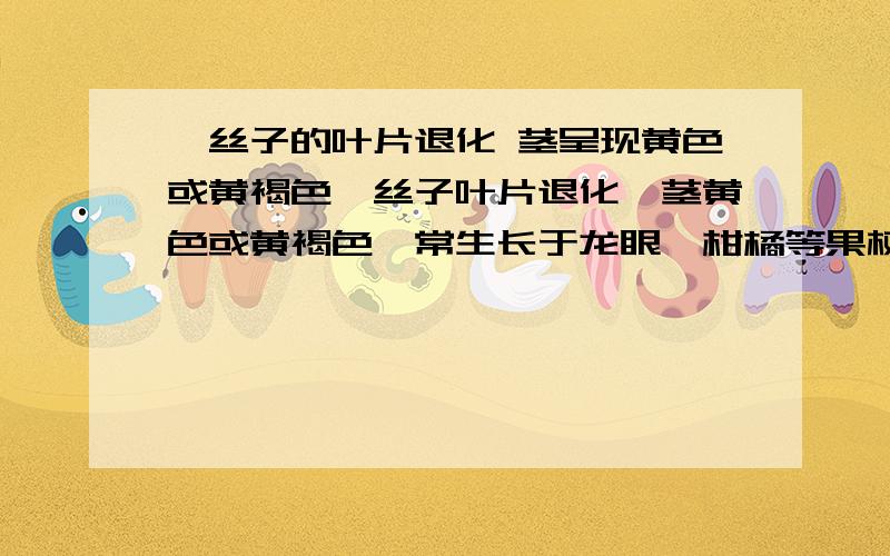 菟丝子的叶片退化 茎呈现黄色或黄褐色菟丝子叶片退化,茎黄色或黄褐色,常生长于龙眼、柑橘等果树的树冠层.下列有关菟丝子和果树关系的叙述,正确的是 ①影响果树的光合作用 ②吸收果树