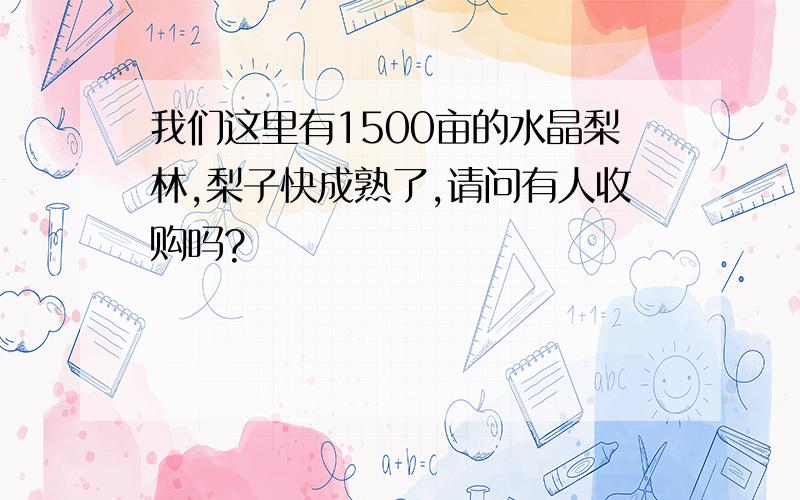 我们这里有1500亩的水晶梨林,梨子快成熟了,请问有人收购吗?