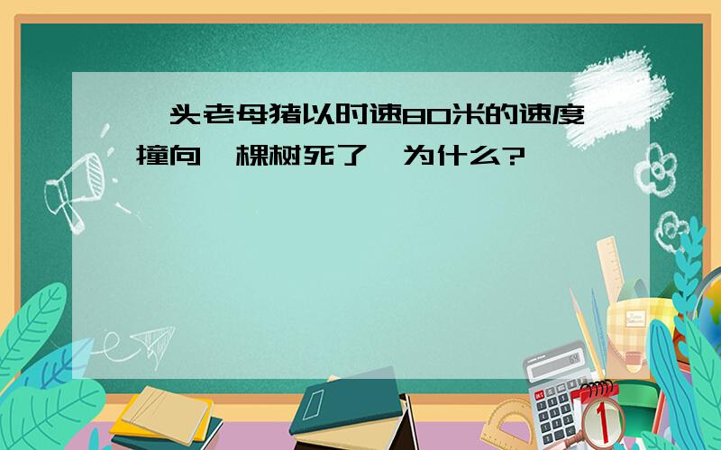 一头老母猪以时速80米的速度撞向一棵树死了,为什么?