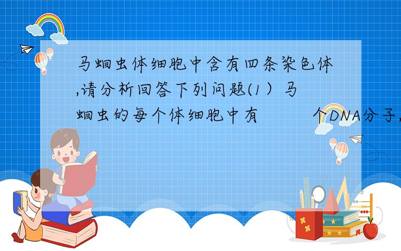 马蛔虫体细胞中含有四条染色体,请分析回答下列问题(1）马蛔虫的每个体细胞中有         个DNA分子,有          对同源染色体.若进行减数分裂,会出现         个四分体,最多能产生        种不同染