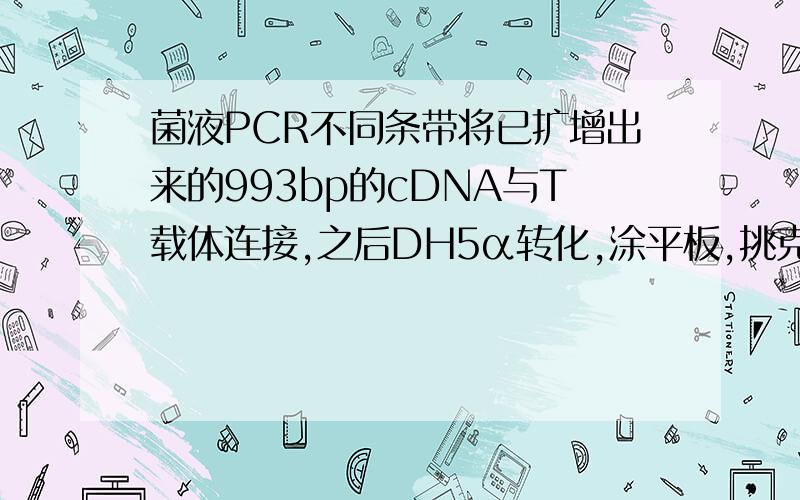 菌液PCR不同条带将已扩增出来的993bp的cDNA与T载体连接,之后DH5α转化,涂平板,挑克隆!菌液PCR为何一组检测到750bp有条带,一组1000bp处有条带两种结果!1000bp条带处是我预期的条带!麻烦大师留下相