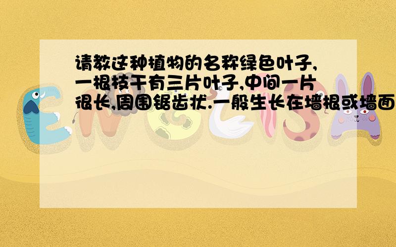 请教这种植物的名称绿色叶子,一根枝干有三片叶子,中间一片很长,周围锯齿状.一般生长在墙根或墙面细缝中,生命力顽强.