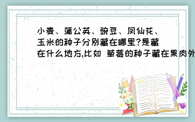 小麦、蒲公英、豌豆、凤仙花、玉米的种子分别藏在哪里?是藏在什么地方,比如 草莓的种子藏在果肉外面.这种的,希望认真回答.