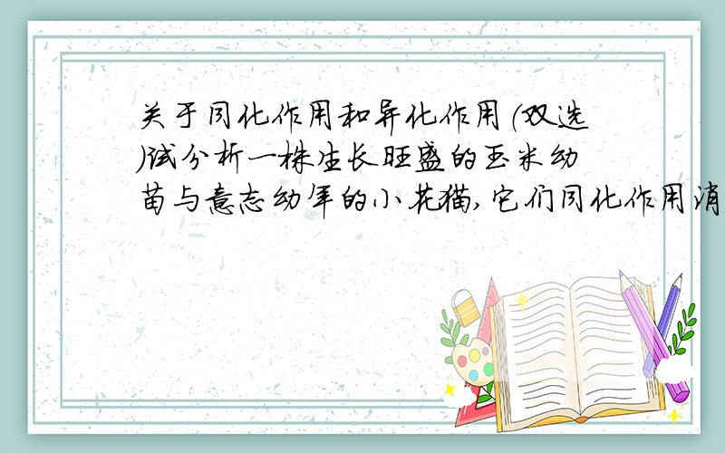 关于同化作用和异化作用（双选）试分析一株生长旺盛的玉米幼苗与意志幼年的小花猫,它们同化作用消耗的ATP与细胞呼吸产生的ATP分别是（ ）A.前者同化作用消耗的ATP多,细胞呼吸产生的ATP