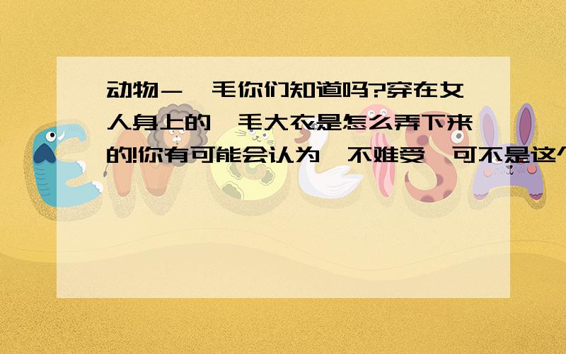 动物－貂毛你们知道吗?穿在女人身上的貂毛大衣是怎么弄下来的!你有可能会认为貂不难受,可不是这个样子的!这毛是活活给扒下来的!扒完后貂还在颤动着,说到这儿,小姐们你们不是喜欢动物