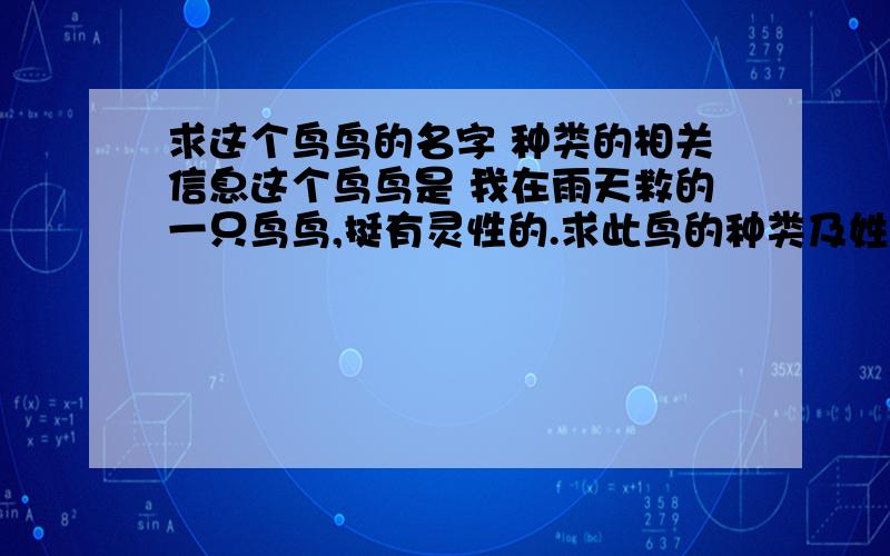 求这个鸟鸟的名字 种类的相关信息这个鸟鸟是 我在雨天救的一只鸟鸟,挺有灵性的.求此鸟的种类及姓名.