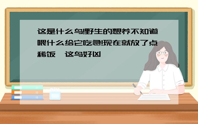 这是什么鸟!野生的想养不知道喂什么给它吃急!现在就放了点稀饭,这鸟好凶