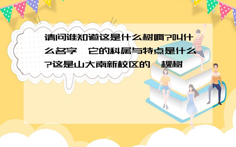 请问谁知道这是什么树啊?叫什么名字,它的科属与特点是什么?这是山大南新校区的一棵树