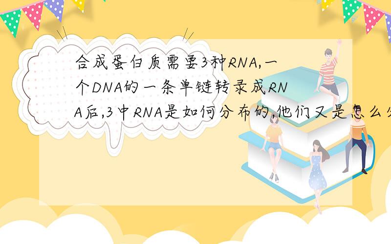 合成蛋白质需要3种RNA,一个DNA的一条单链转录成RNA后,3中RNA是如何分布的,他们又是怎么分开的