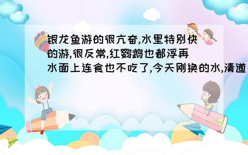 银龙鱼游的很亢奋,水里特别快的游,很反常,红鹦鹉也都浮再水面上连食也不吃了,今天刚换的水,清道夫追着红鹦鹉吸,银龙鱼像是在躲什么东西