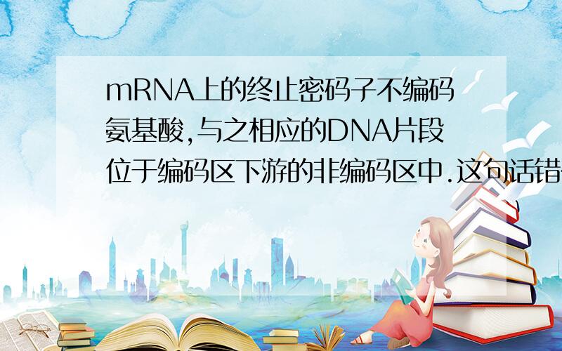 mRNA上的终止密码子不编码氨基酸,与之相应的DNA片段位于编码区下游的非编码区中.这句话错在哪里?