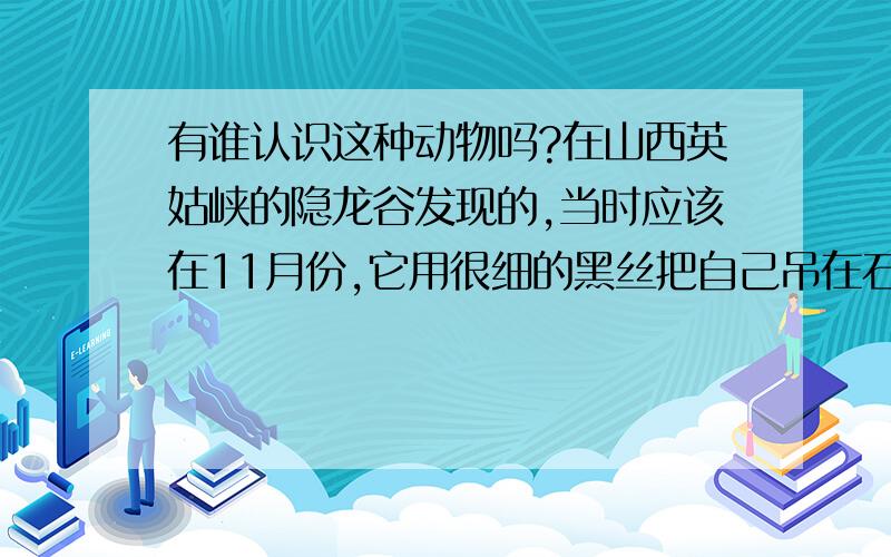 有谁认识这种动物吗?在山西英姑峡的隐龙谷发现的,当时应该在11月份,它用很细的黑丝把自己吊在石壁上过冬.长的样子很奇特,像某种海洋动物演变而来.