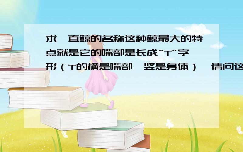 求一直鲸的名称这种鲸最大的特点就是它的嘴部是长成“T”字形（T的横是嘴部,竖是身体）,请问这种鲸的学名叫什么?