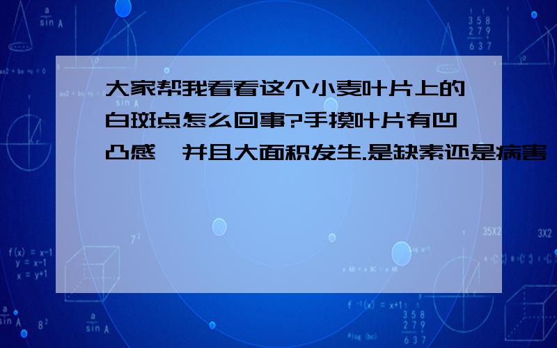 大家帮我看看这个小麦叶片上的白斑点怎么回事?手摸叶片有凹凸感,并且大面积发生.是缺素还是病害