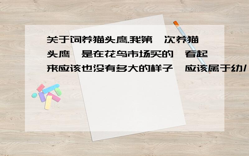 关于饲养猫头鹰.我第一次养猫头鹰,是在花鸟市场买的,看起来应该也没有多大的样子,应该属于幼儿时期.它貌似很怕人,想摸摸它它都一直往笼子里缩,有人说猫头鹰不可以用笼子来饲养,那要