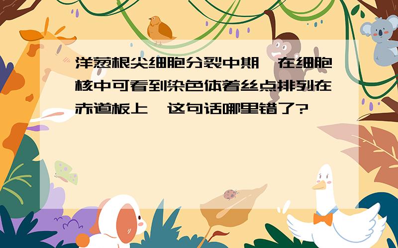 洋葱根尖细胞分裂中期,在细胞核中可看到染色体着丝点排列在赤道板上,这句话哪里错了?