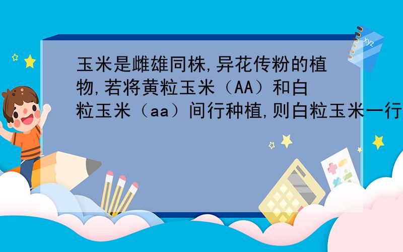 玉米是雌雄同株,异花传粉的植物,若将黄粒玉米（AA）和白粒玉米（aa）间行种植,则白粒玉米一行上所产生的种子是什么颜色的