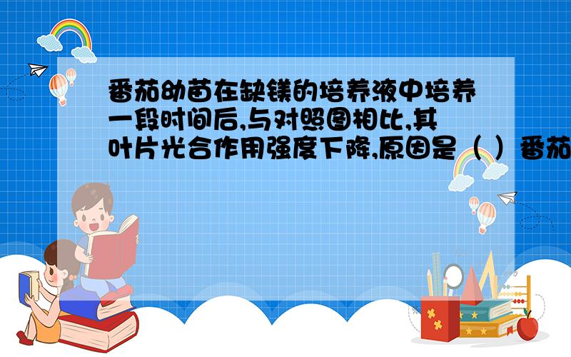 番茄幼苗在缺镁的培养液中培养一段时间后,与对照图相比,其叶片光合作用强度下降,原因是（ ）番茄幼苗在缺镁的培养液中培养一段时间后,与对照图相比,其叶片光合作用强度下降,原因是（