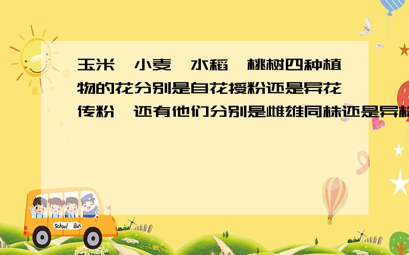 玉米,小麦,水稻,桃树四种植物的花分别是自花授粉还是异花传粉,还有他们分别是雌雄同株还是异株啊