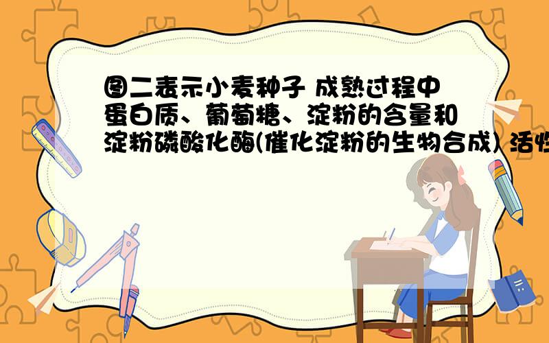 图二表示小麦种子 成熟过程中蛋白质、葡萄糖、淀粉的含量和淀粉磷酸化酶(催化淀粉的生物合成) 活性的变化,求图中1 2 3 各表示什么