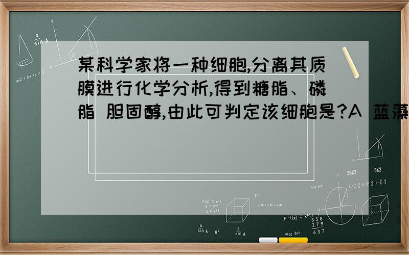 某科学家将一种细胞,分离其质膜进行化学分析,得到糖脂、磷脂 胆固醇,由此可判定该细胞是?A 蓝藻细胞 BB 植物细胞 C 动物细胞 D 大肠杆菌