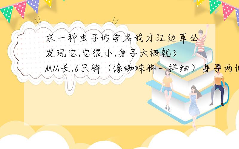 求一种虫子的学名我才江边草丛发现它,它很小,身子大概就3MM长,6只脚（像蜘蛛脚一样细）身子两侧有深一点的黑色斑纹（左右各一条,很淡,）全身米黄偏白色,一般是爬的,但能跳得很高（大