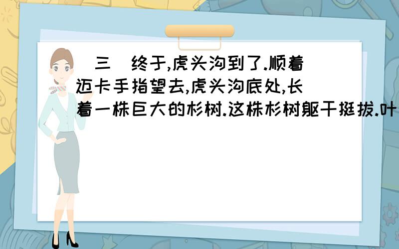 (三)终于,虎头沟到了.顺着迈卡手指望去,虎头沟底处,长着一株巨大的杉树.这株杉树躯干挺拔.叶子是长卵形的,叶面碧绿青翠,叶背有两道银色的筋络,银丝交辉,样子十分独特.我的心弦一下子收