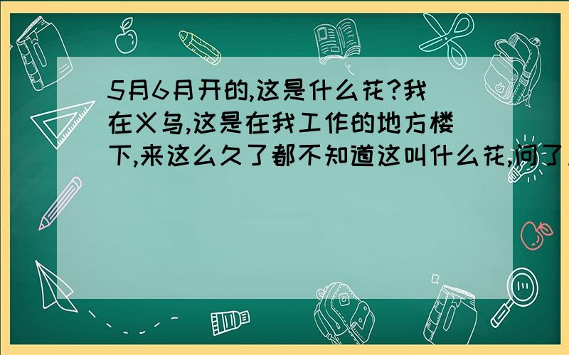 5月6月开的,这是什么花?我在义乌,这是在我工作的地方楼下,来这么久了都不知道这叫什么花,问了周围的同事也每一个人知道的,