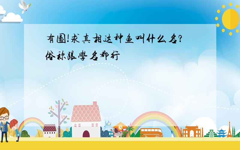 有图!求真相这种鱼叫什么名?俗称跟学名都行