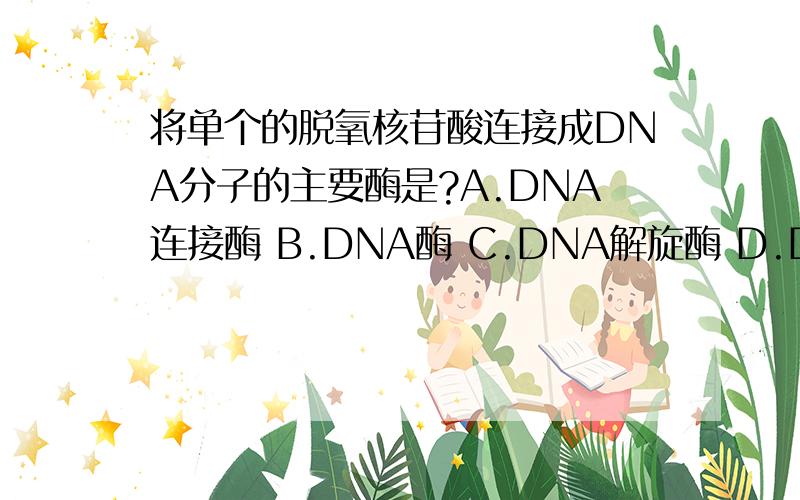 将单个的脱氧核苷酸连接成DNA分子的主要酶是?A.DNA连接酶 B.DNA酶 C.DNA解旋酶 D.DNA聚合酶