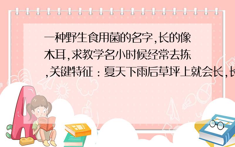 一种野生食用菌的名字,长的像木耳,求教学名小时候经常去拣,关键特征：夏天下雨后草坪上就会长,长得有点像木耳,似乎是棕色的,记不清了.应该是木耳一类的,而不是磨菇.