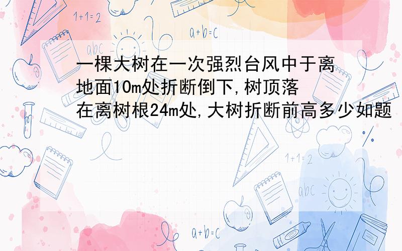 一棵大树在一次强烈台风中于离地面10m处折断倒下,树顶落在离树根24m处,大树折断前高多少如题