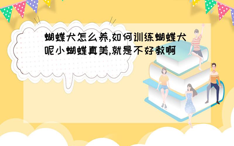 蝴蝶犬怎么养,如何训练蝴蝶犬呢小蝴蝶真美,就是不好教啊