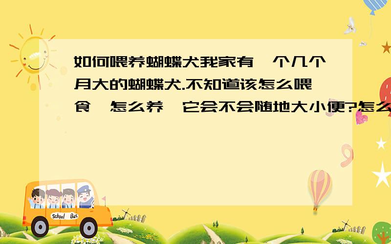 如何喂养蝴蝶犬我家有一个几个月大的蝴蝶犬.不知道该怎么喂食,怎么养、它会不会随地大小便?怎么训练它啊?蝴蝶犬不是很聪明么?它现在还小,该吃什么?求知道的人教我.要全面的,什么方面