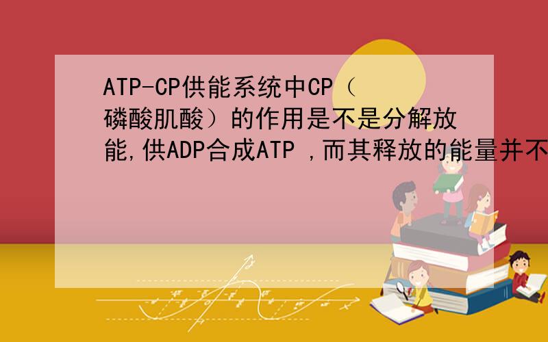 ATP-CP供能系统中CP（磷酸肌酸）的作用是不是分解放能,供ADP合成ATP ,而其释放的能量并不能够被机体直接请分析一下我说的哪里不对,或者麻烦帮我单独解释以下CP供能系统是什么,ATP的就不要