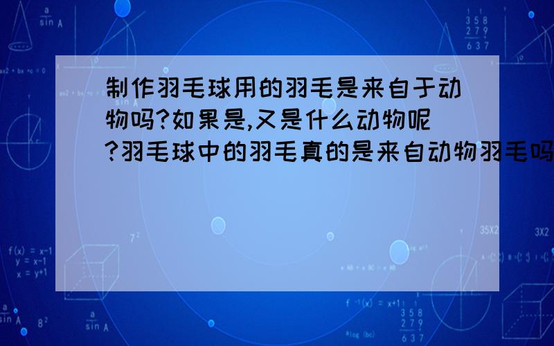 制作羽毛球用的羽毛是来自于动物吗?如果是,又是什么动物呢?羽毛球中的羽毛真的是来自动物羽毛吗?