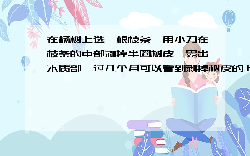 在杨树上选一根枝条,用小刀在枝条的中部剥掉半圈树皮,露出木质部,过几个月可以看到剥掉树皮的上端形成瘤状突起.这一现象说明了什么?