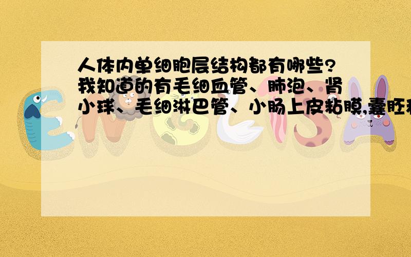 人体内单细胞层结构都有哪些?我知道的有毛细血管、肺泡、肾小球、毛细淋巴管、小肠上皮粘膜,囊胚和原肠胚勉强算是,还有没有了?如果以上列出的有不是的,请指出.