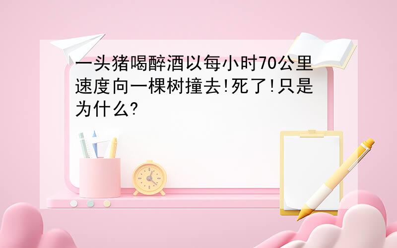 一头猪喝醉酒以每小时70公里速度向一棵树撞去!死了!只是为什么?