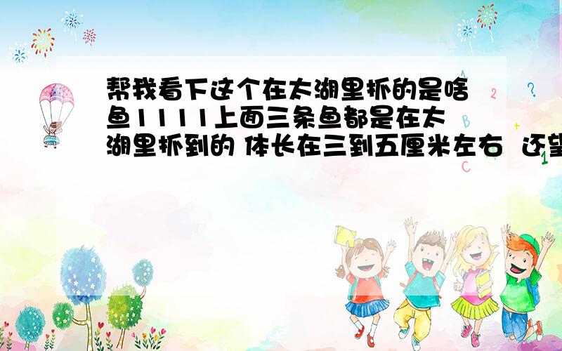 帮我看下这个在太湖里抓的是啥鱼1111上面三条鱼都是在太湖里抓到的 体长在三到五厘米左右  还望高手指点