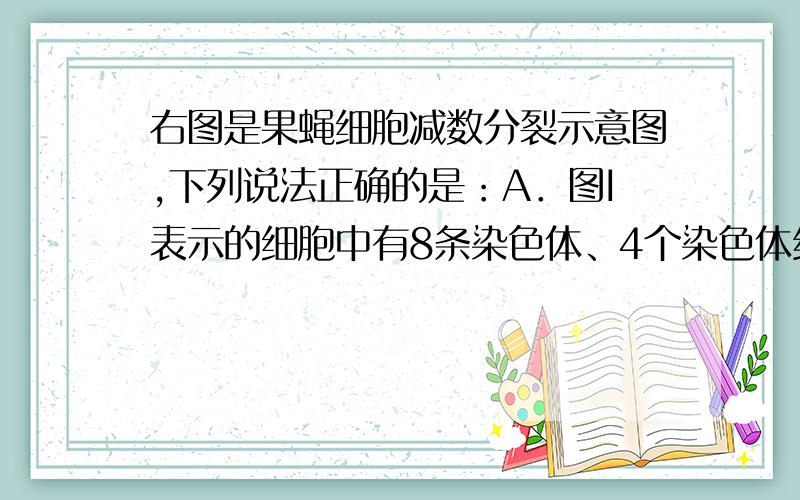 右图是果蝇细胞减数分裂示意图,下列说法正确的是：A．图I表示的细胞中有8条染色体、4个染色体组 B．①过右图是果蝇细胞减数分裂示意图,下列说法正确的是：A．图I表示的细胞中有8条染