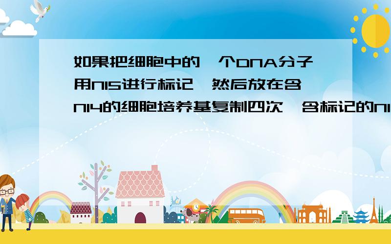 如果把细胞中的一个DNA分子用N15进行标记,然后放在含N14的细胞培养基复制四次,含标记的N15占总数的多少?