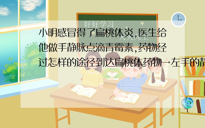 小明感冒得了扁桃体炎,医生给他做手静脉点滴青霉素,药物经过怎样的途径到达扁桃体药物→左手的静脉→上腔静脉→＿→＿→＿→＿→＿→左心房→＿→＿各级动脉→扁桃体的毛细血管