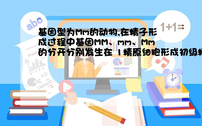 基因型为Mm的动物,在精子形成过程中基因MM、mm、Mm的分开分别发生在 1精原细胞形成初级精母细胞基因型为Mm的动物,在精子形成过程中基因MM、mm、Mm的分开分别发生在1精原细胞形成初级精母