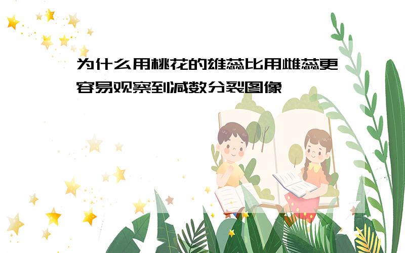 为什么用桃花的雄蕊比用雌蕊更容易观察到减数分裂图像