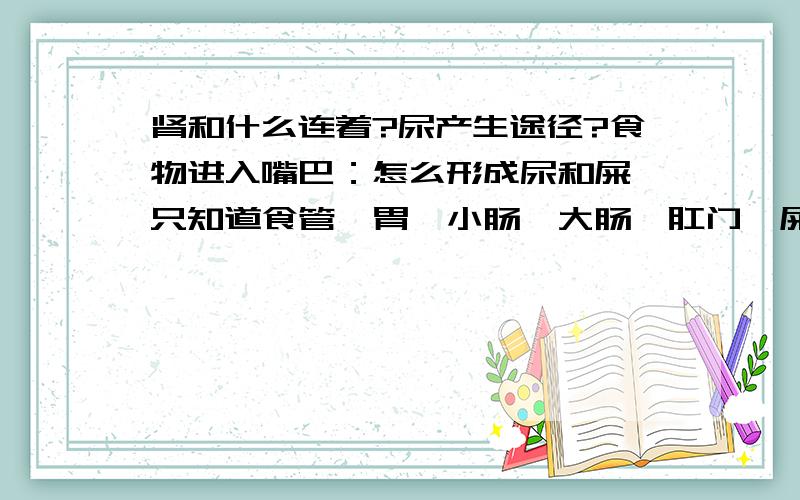 肾和什么连着?尿产生途径?食物进入嘴巴：怎么形成尿和屎,只知道食管→胃→小肠→大肠→肛门→屎尿呢?